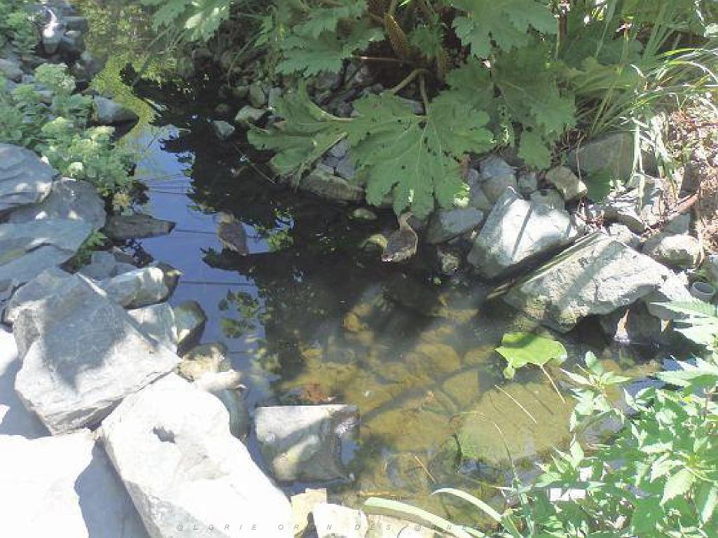 101PARC AUX OISEAUX DANS L AIN 2016 2_000045.jpg
